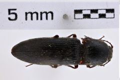 Foto (Dorsalansicht) von Melanotus oregonensis (LeConte, 1853) (NHMW-ZOO-COL-0007794)